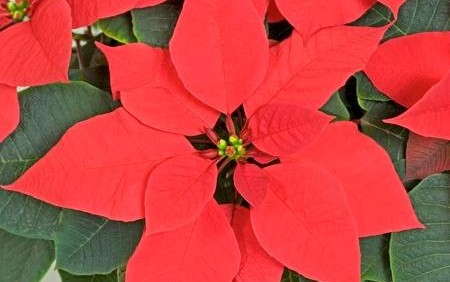 Poinsettia Height Control Strategies