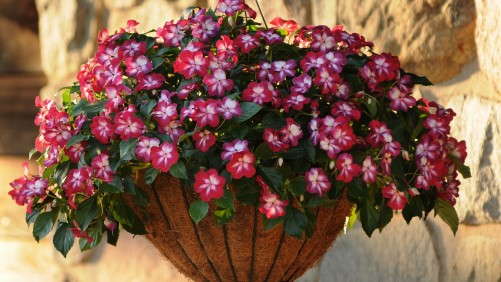 Impatiens Are Not Down And Out