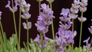 Tips For Producing Lavandula