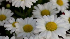 Tips For Producing Leucanthemum