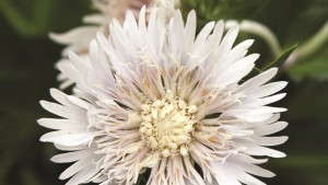 Tips For Producing Stokesia