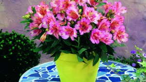 Tips For Producing Alstroemeria