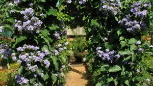 Chasing The Flags – Market Research From Trial Gardens