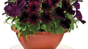 Good And Plenty Petunias From Green Fuse Botanicals