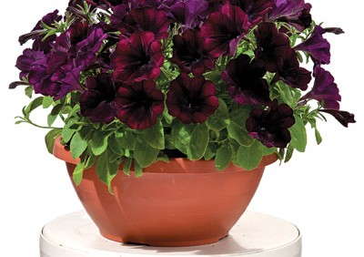 Good And Plenty Petunias From Green Fuse Botanicals