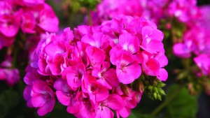 Callused Geranium Cuttings: Tips For Successful Rooting