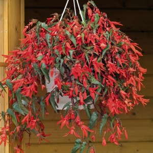 Begonia boliviensis ‘Santa Cruz Sunset' 