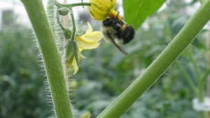 Industry Perspective: Systemic Insecticides And Bees: Are We Revisiting “Silent Spring”?