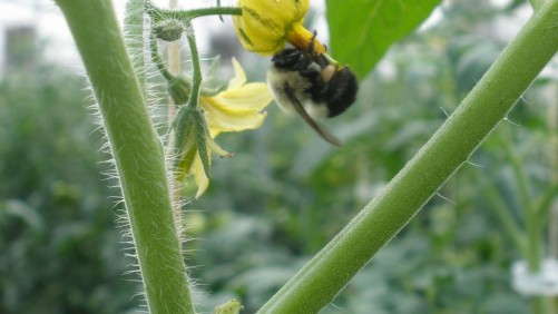Industry Perspective: Systemic Insecticides And Bees: Are We Revisiting “Silent Spring”?