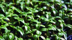 The State Of  The Young Plant Market