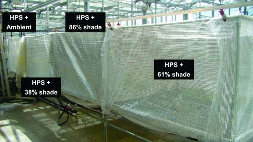 Produce High-Quality Rooted Cuttings