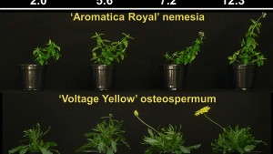 Reduce Flowering Time