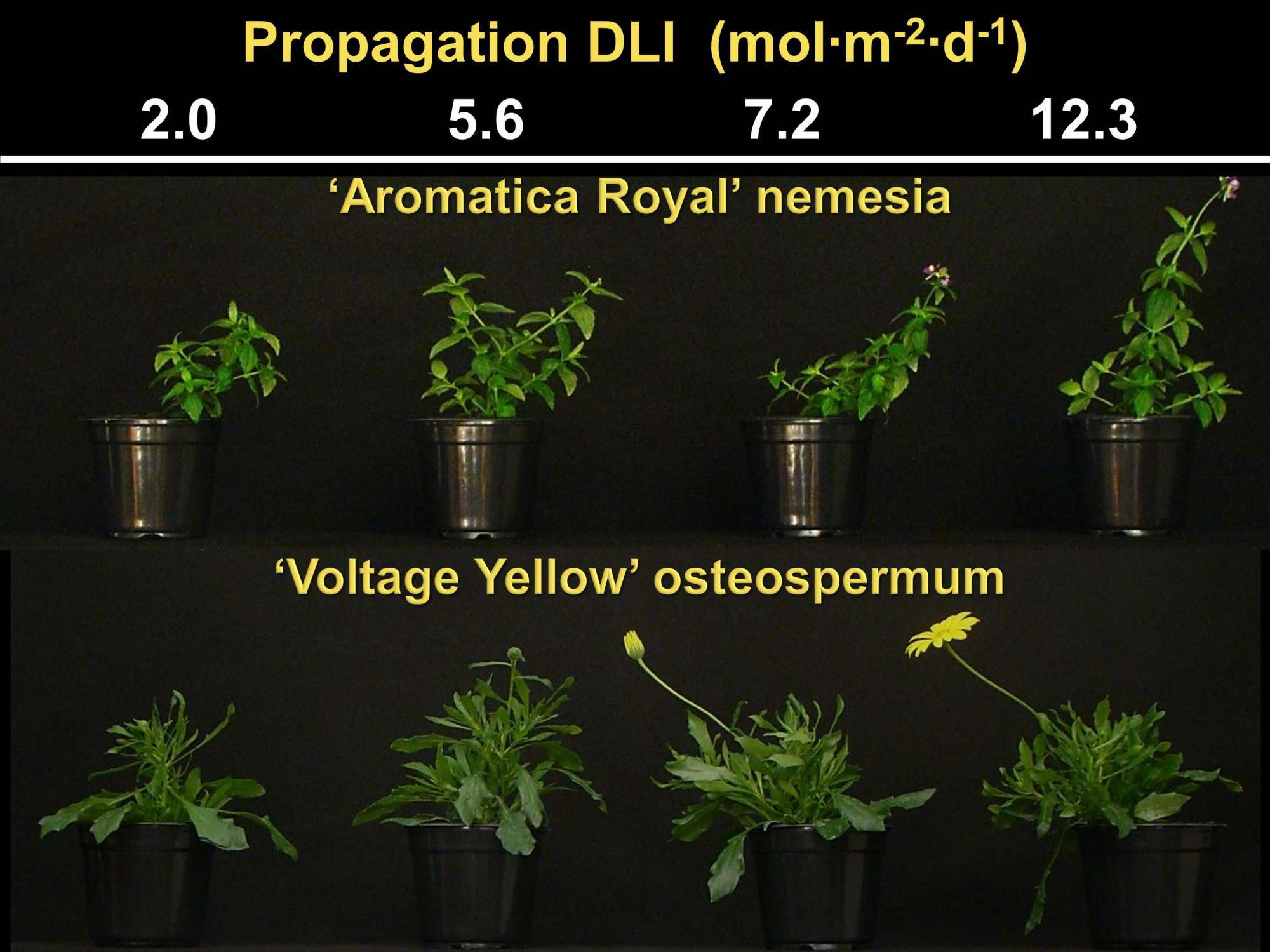 rhododendron chrysanthum Rhododendron Chrysanthum 30 CH (30ml)  ShopHomeo