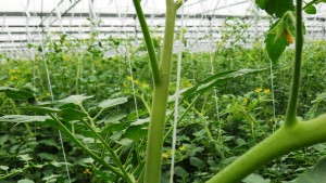 Slideshow: Retrofits and Equipment For Greenhouse Vegetable Production