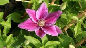 Tips For Producing Clematis