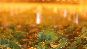 Superior Automation Means Premium Plugs For Dümmen