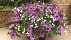 Syngenta Flowers’ Kwik Kombos