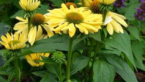 New Grower Sneak Peek:  Echinacea ‘Chiquita’