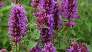 Agastache In The Landscape