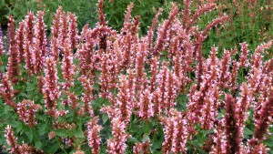 Agastache: Production Advice