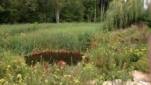 Using Pond-Wetland Systems To Treat Greenhouse Runoff