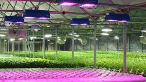 LumiGrow Pro Series Horticultural Lights