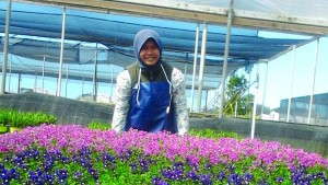 Greenhouse Operations In Indonesia