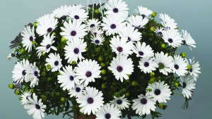 Osteospermum Gets A Makeover