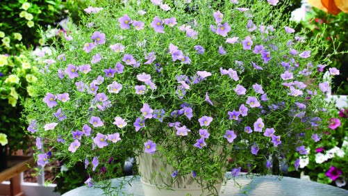 Secrets Of Producing Summer Splash Nierembergias
