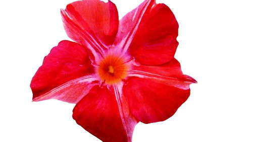 Secrets Of Producting Sun Parasol Mandevillas