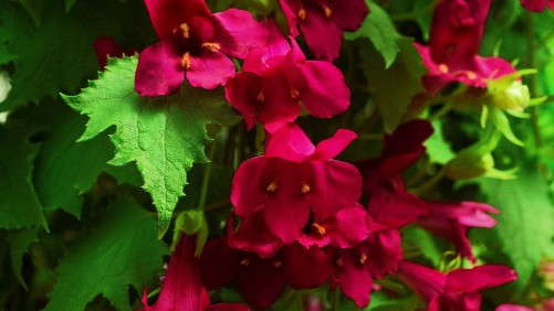 Secrets Of Producing Lofos Lophospermums