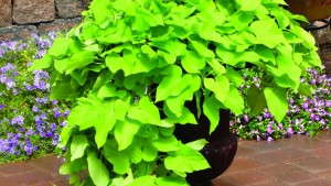 Secrets Of Producing Desana Ipomoeas