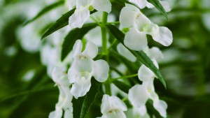 Spring Production Of Sungelonia Angelonias