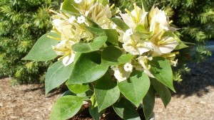 Spring Production Of Sunvillea Bougainvilleas