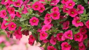 Spring Production Of Million Bells Calibrachoa