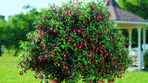 Spring Production Of Angel Earrings Fuchsia