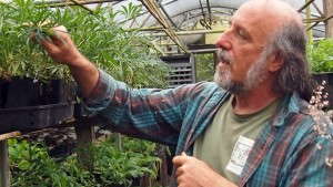 Exploring The World Of Exotics And Natives