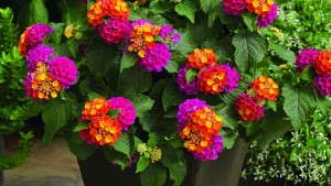 Lantana Production Tips
