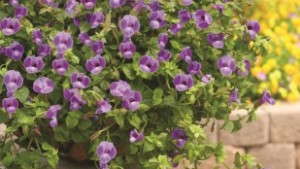 Spring Production Of Summer Wave Torenias