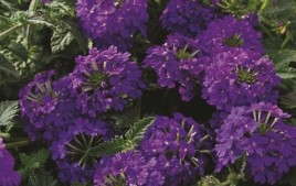 Spring Production Of Tapien and Temari Verbenas