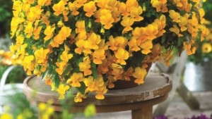 Spring Production Of Violina Violas