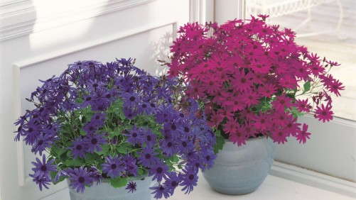 Senetti Pericallis: Production Secrets