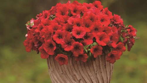 Surfinia Petunias: Production Secrets