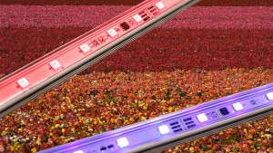 Lumex Announces New SunBrite Agricultural LED Lightbar
