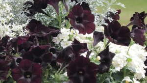 HGTV HOME Plant Collection Releases Chic Black & White Annual Mixes