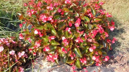 Begonias Provide A Shade Alternative