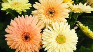 The National Garden Bureau’s 2013 Crops Of The Year Are…