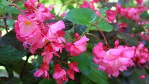 2012 Field Trials Reports: Pike Creek Horticulture Center, Gateway Technical College