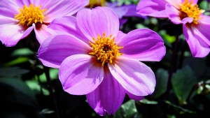 Discovering Dahlias