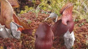 Peat Moss Management And Sustainability In 2013